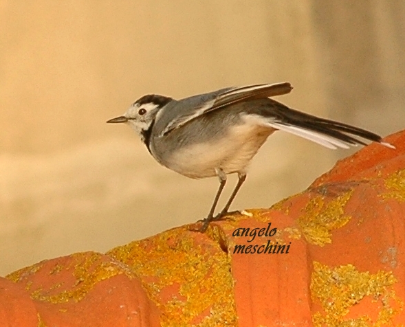 ballerina bianca - Motacilla alba